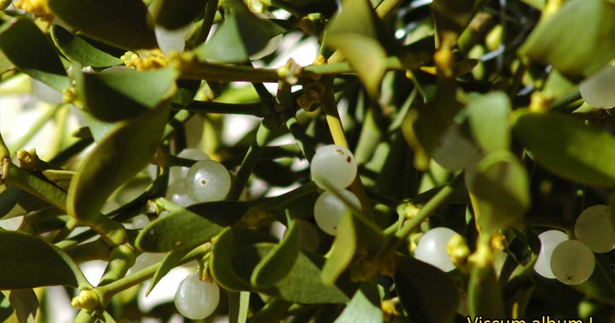 dioscorea hipertónia