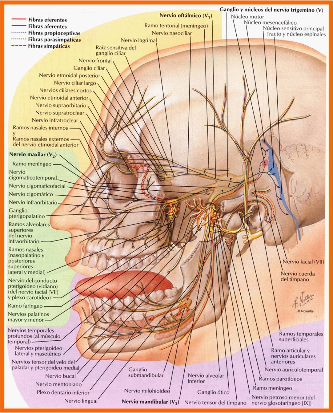 hipertóniás tentoriummal)