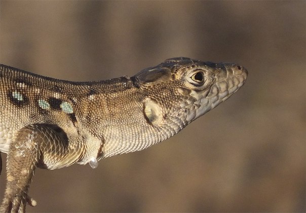 piócák hipertóniára állításának sémái