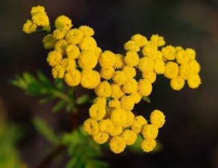 tansy és magas vérnyomás