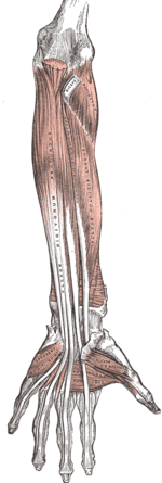 a flexor hipertónia az