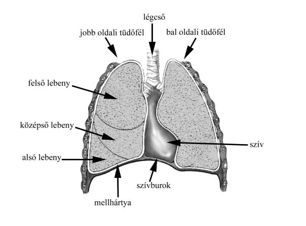magas vérnyomás a pulmonalis keringésben)
