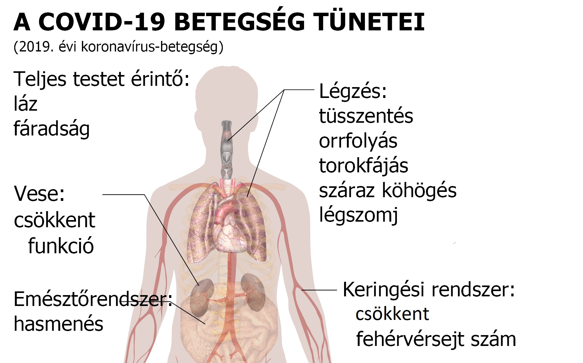 milyen szerveket érint a magas vérnyomás