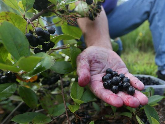 aronia magas vérnyomás