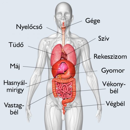 magas vérnyomás és a belső szervek betegségei)